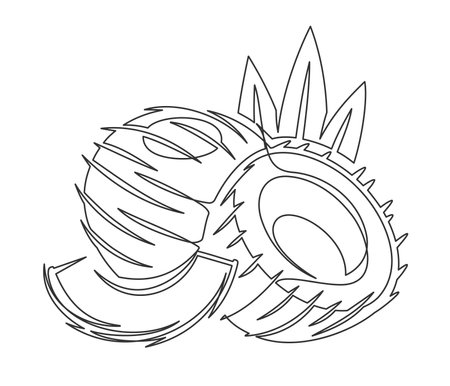 Coconuts with palm leaves line art isolated on white background. Simple plant silhouette. Hand drawn coconuts outline. Editable stroke. Vector illustrationのイラスト素材