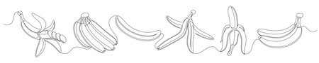Bananas continuous one line drawing set isolated on a white background. Editable stroke. Outline banana fruit collections. Horizontal banner. Vector illustrationのイラスト素材