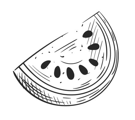 Watermelon half hand drawn isolated on white background. Vintage design. Sketch of watermelon in section. Vector illustrationのイラスト素材
