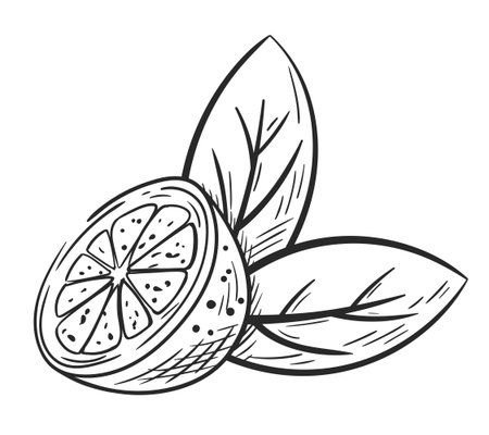 Lime half with leaves hand drawn isolated on white background. Sketch of lemon in section. Vintage design. Vector illustrationのイラスト素材
