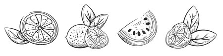 Citrus fruits and watermelon hand drawn isolated on white background. Set of vintage icons of lime, lemon and orange. Sketch of watermelon in section. Vector illustrationのイラスト素材