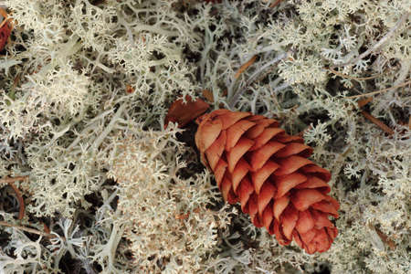 White Lichen and Pine Cone at Isle Royale National Parkの写真素材