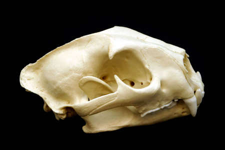 Cougar Skull isolation on blackの写真素材