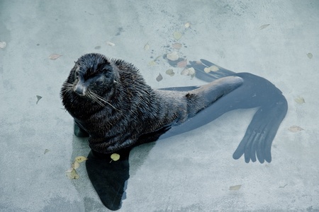 Seal in the waterの写真素材