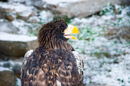 Eagleの写真素材