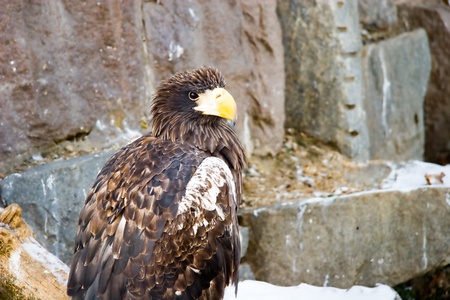 Eagle