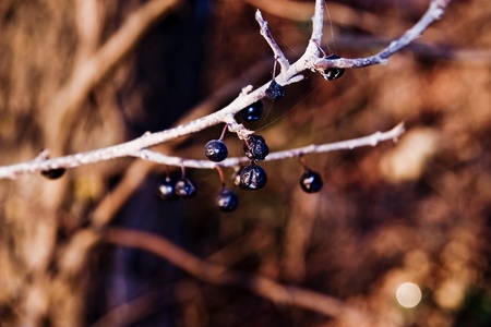 Berries on branchの写真素材