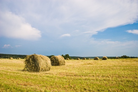 Hay stacks on the field | Summer rural landscapeの写真素材