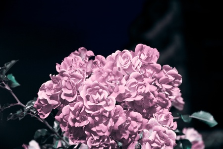 Pink bouquetの写真素材