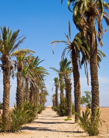 Palm alleyの写真素材