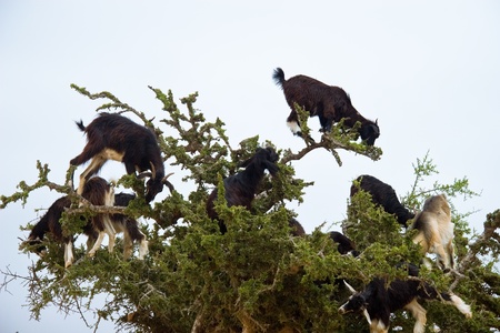 Moroccan goatsの写真素材