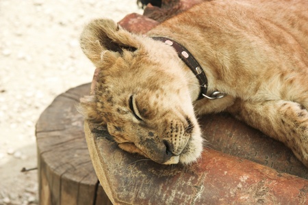 Sleeping lion