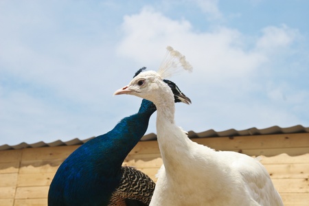 Peacocksの写真素材