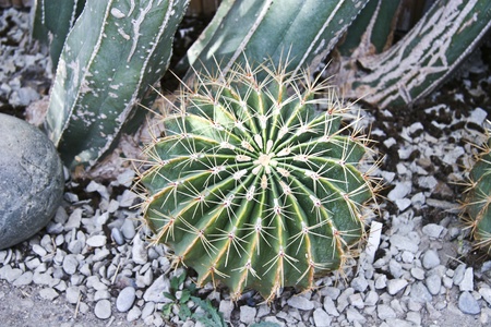 Cactuses