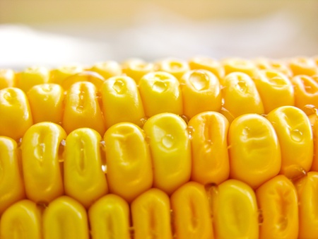 Cornの写真素材