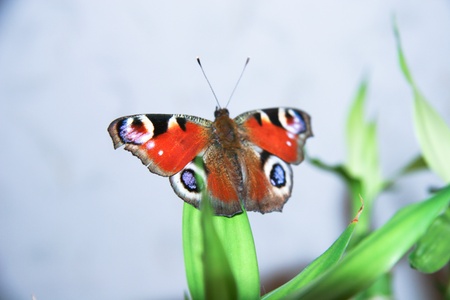 Butterflyの写真素材