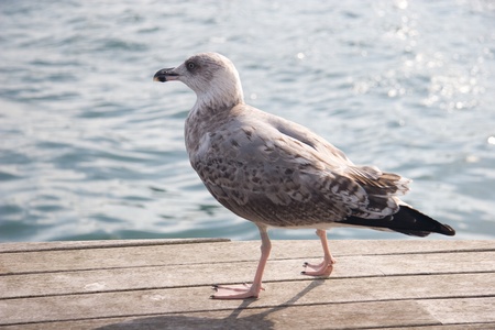 Seagulls at Barcelona Port