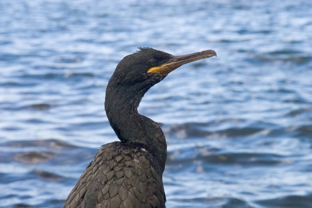 Cormorants in Ibiza, Spain