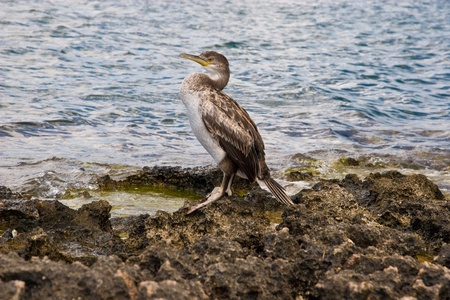 Cormorants in Ibiza, Spainの写真素材