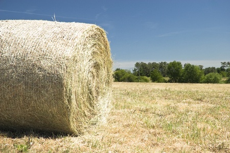Rural landscape