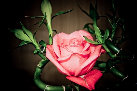 Roseの写真素材