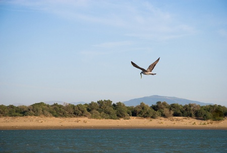 Sea-gullの写真素材
