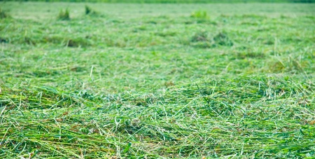 Hay