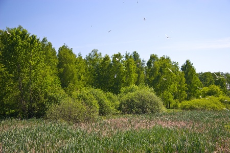 Summer field