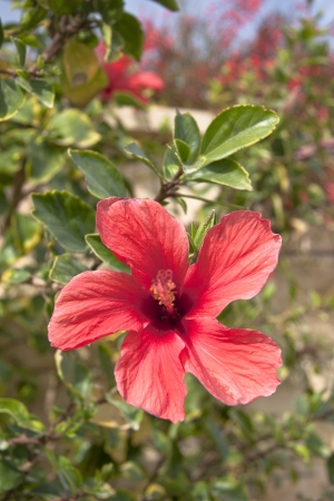 Pink flowers on the bush at summer dayの写真素材