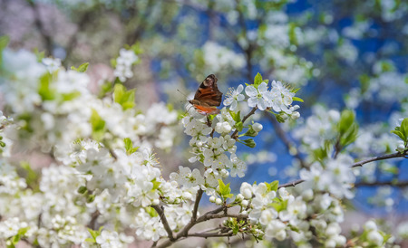 Flowering Plum Tree against blue sky in Springの写真素材