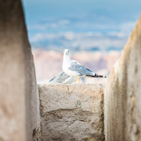 Seagulls in the old fortress stone wallの写真素材