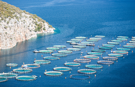 Fish farm in the seaの写真素材