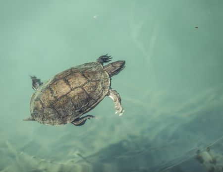 Turtle in waterの写真素材