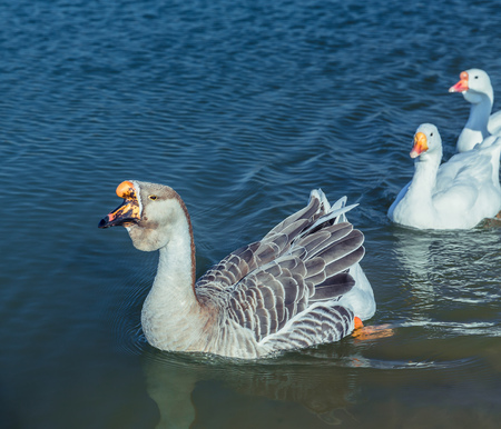 Geese on the Lakeの写真素材