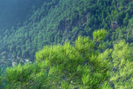 spruce in the mountainsの写真素材
