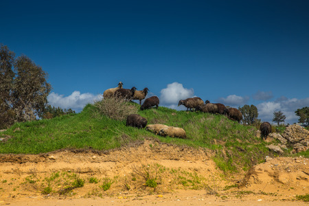 Rams and sheeps on a green hillの写真素材