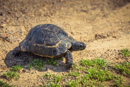 Turtle in wildlife. Turkeyの写真素材