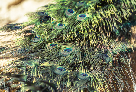 Male Peacocks Feathers Close-upの写真素材