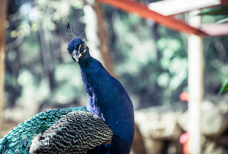 Male Peacock in the gardenの写真素材
