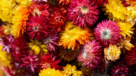 Red and yellow flowers in the potの写真素材