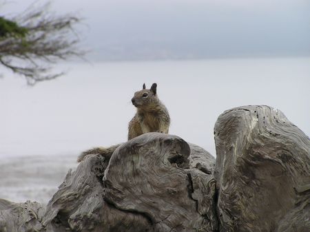 Squirrel sitting on driftwood along the coast