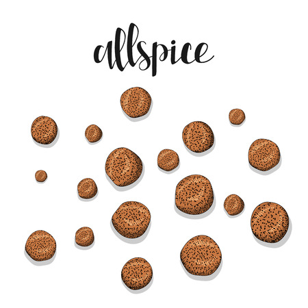 Allspice isolated object sketch . Spice for food . Culinary seasoning . Spices for cooking. The plant for culinary dishes . Seasoning for food . Spices for cookingのイラスト素材