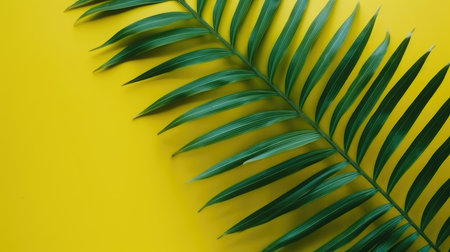 Tropical palm leaf on yellow background. Flat lay, top view.の素材