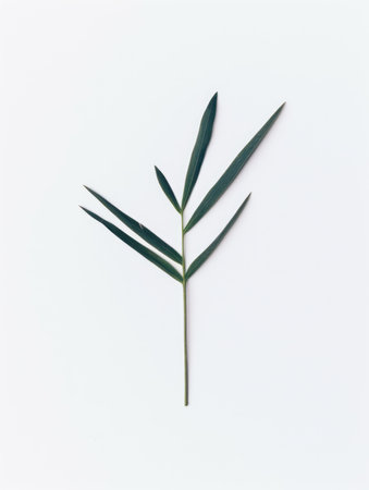 Tropical leaves on white background. Flat lay, top view.の素材