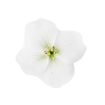 beautiful blossom flower isolatedの素材