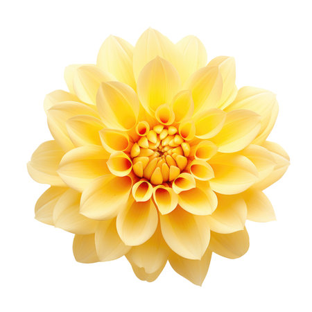 beautiful blossom flower isolatedの素材