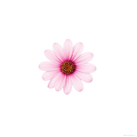beautiful blossom flower isolatedの素材