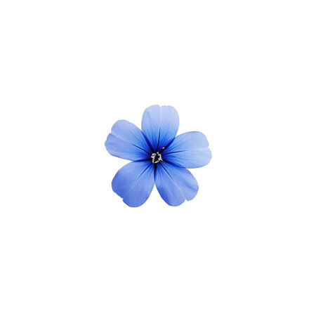 beautiful blossom flower isolatedの素材