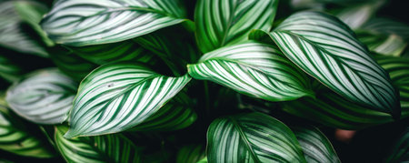 Abstract green leaf texture, nature background, tropical leaf. closeup nature view of green leaf and palms background.の素材