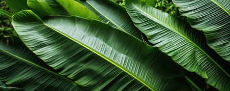 Abstract green leaf texture, nature background, tropical leaf. closeup nature view of green leaf and palms background.の素材